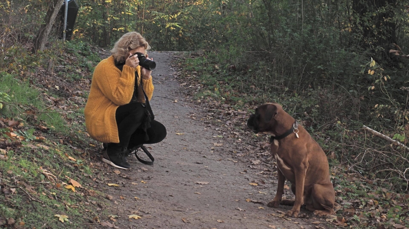 E-like hond fotograferen